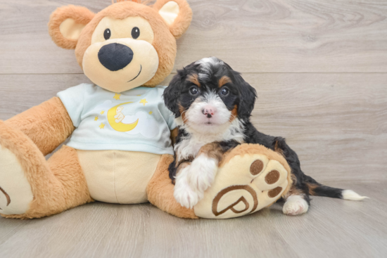 Mini Bernedoodle Pup Being Cute