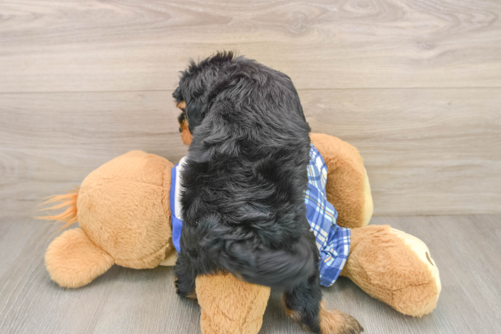 Popular Mini Bernedoodle Poodle Mix Pup