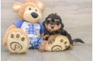 Happy Mini Bernedoodle Baby
