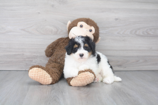 Best Mini Bernedoodle Baby