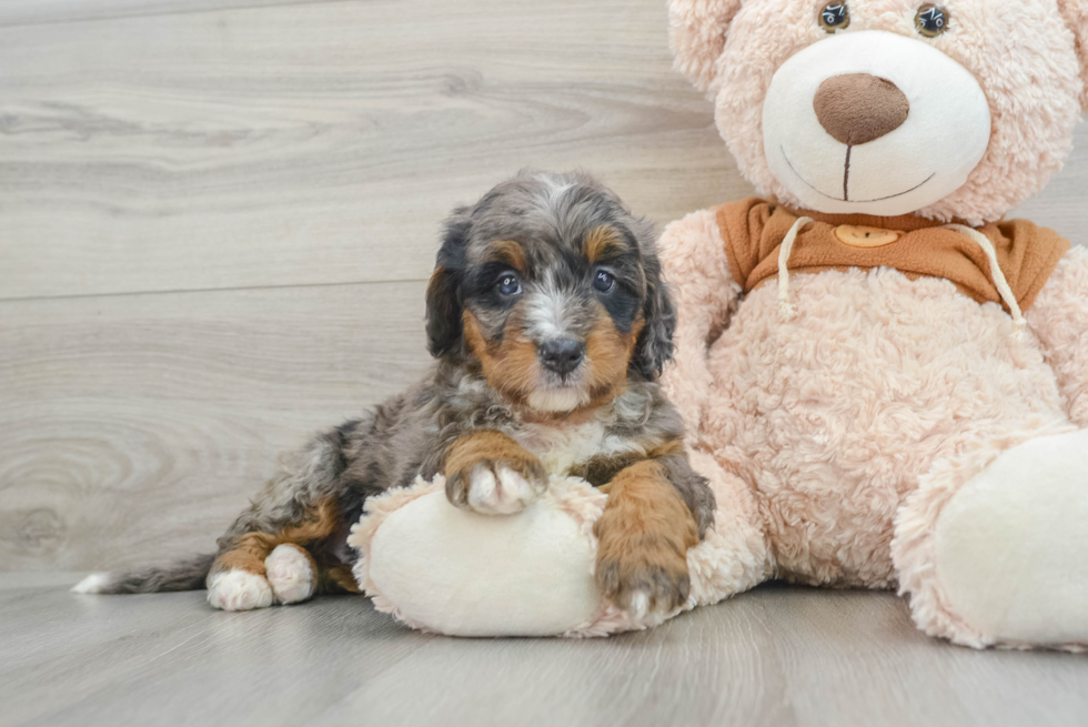 Smart Mini Bernedoodle Poodle Mix Pup