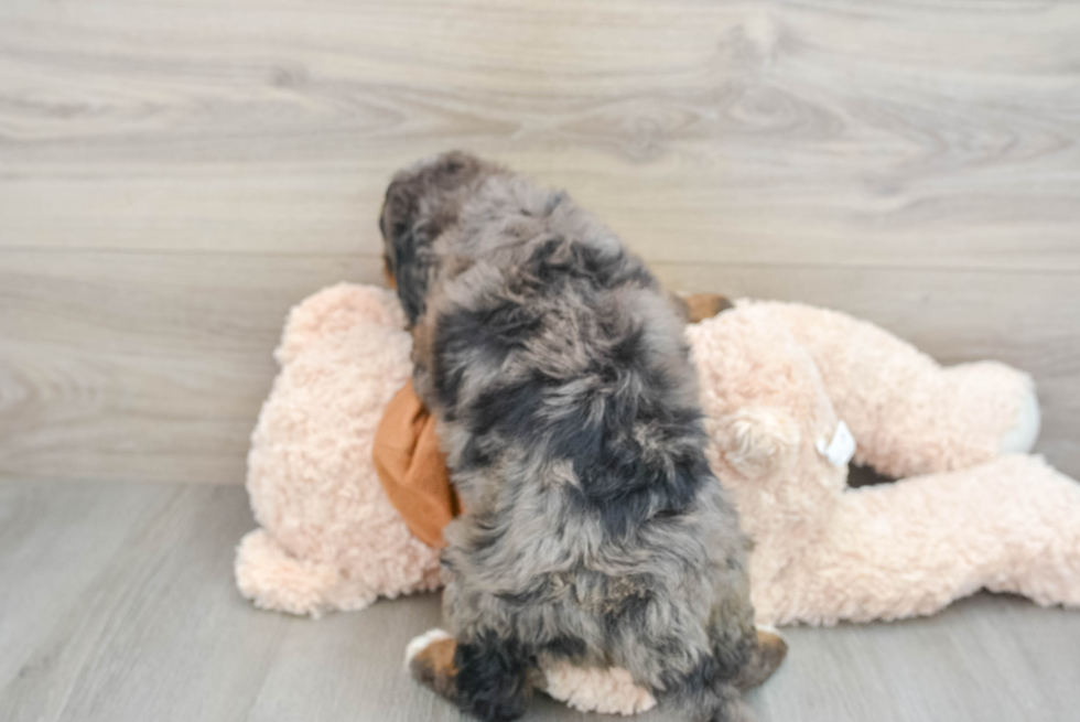 Mini Bernedoodle Puppy for Adoption