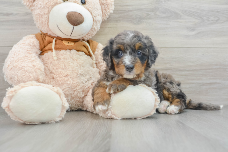 Small Mini Bernedoodle Baby