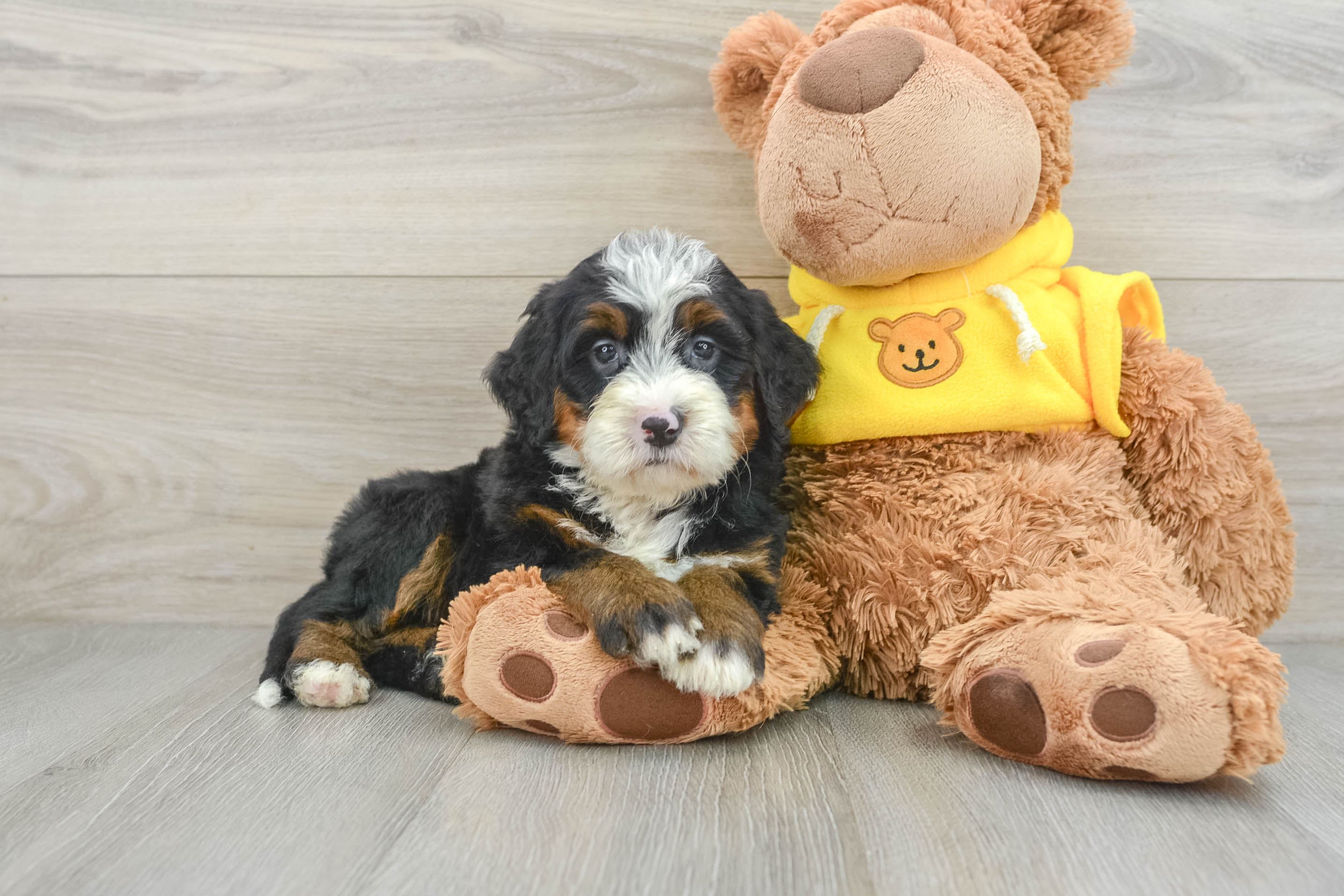 Best Mini Bernedoodle Baby