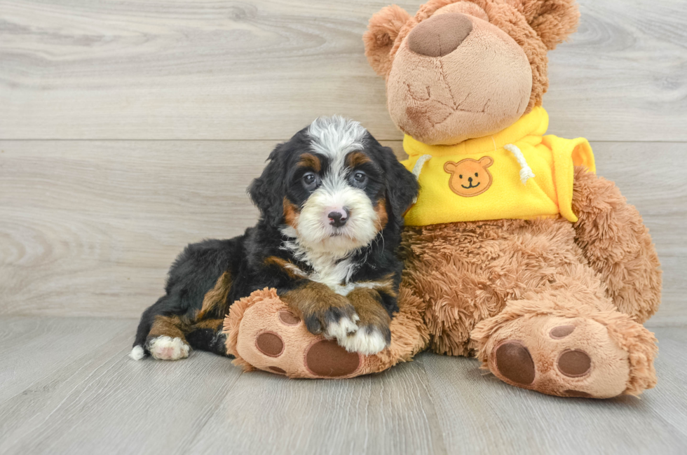 5 week old Mini Bernedoodle Puppy For Sale - Premier Pups