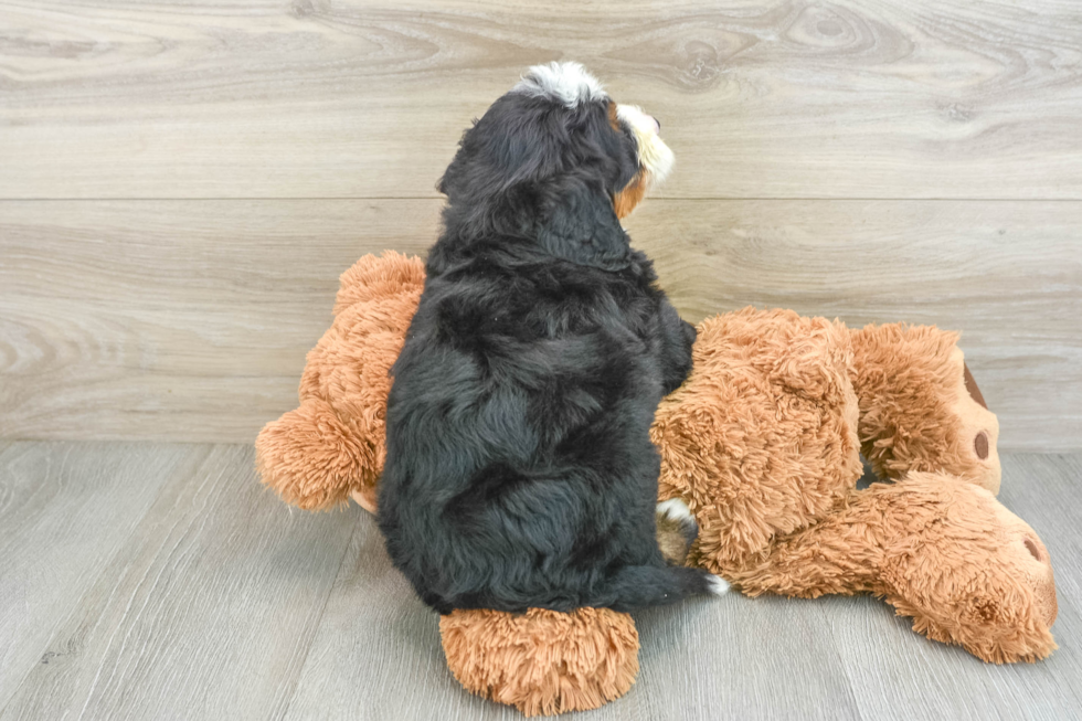 Mini Bernedoodle Pup Being Cute