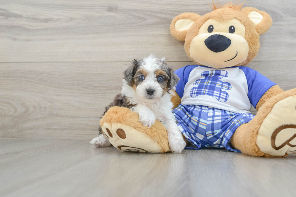 Best Mini Bernedoodle Baby