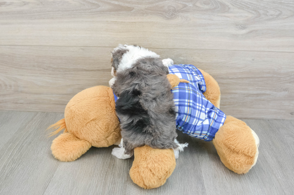 Popular Mini Bernedoodle Poodle Mix Pup