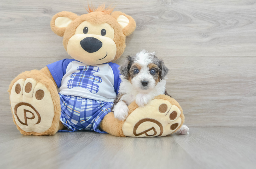 5 week old Mini Bernedoodle Puppy For Sale - Premier Pups