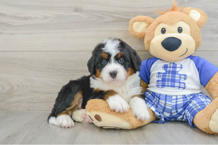 Mini Bernedoodle Pup Being Cute