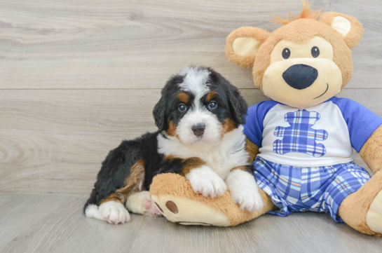 Mini Bernedoodle Pup Being Cute