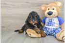 Mini Bernedoodle Pup Being Cute