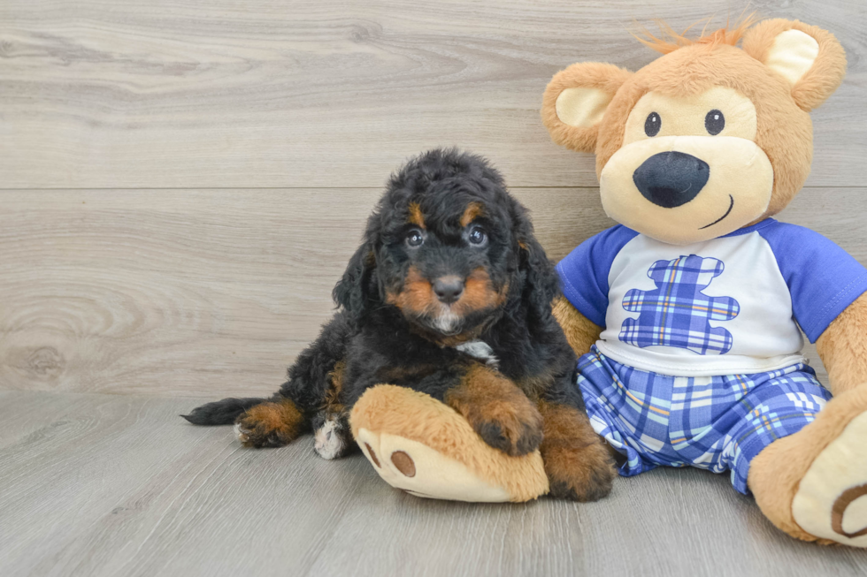 Mini Bernedoodle Pup Being Cute