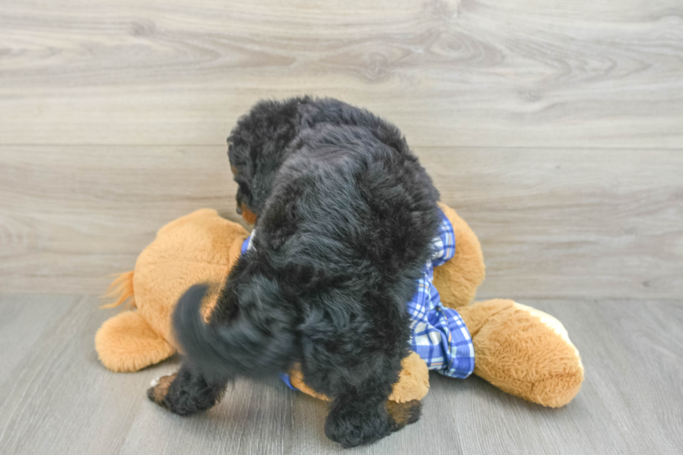 Hypoallergenic Mini Bernepoo Poodle Mix Puppy