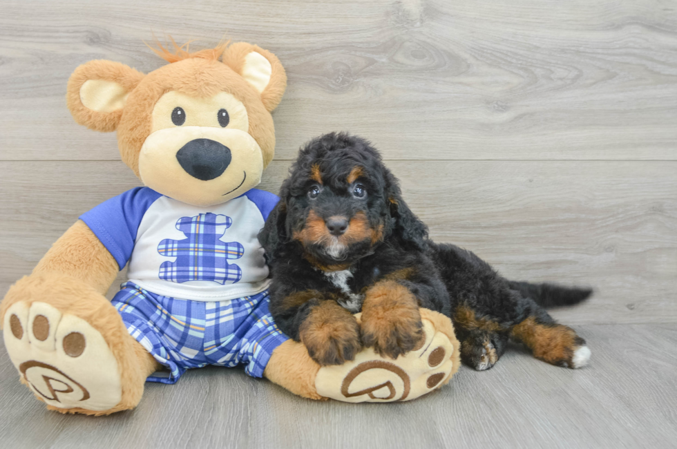 6 week old Mini Bernedoodle Puppy For Sale - Premier Pups