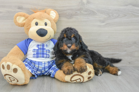 Mini Bernedoodle Pup Being Cute