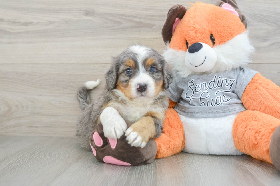 Mini Bernedoodle Pup Being Cute