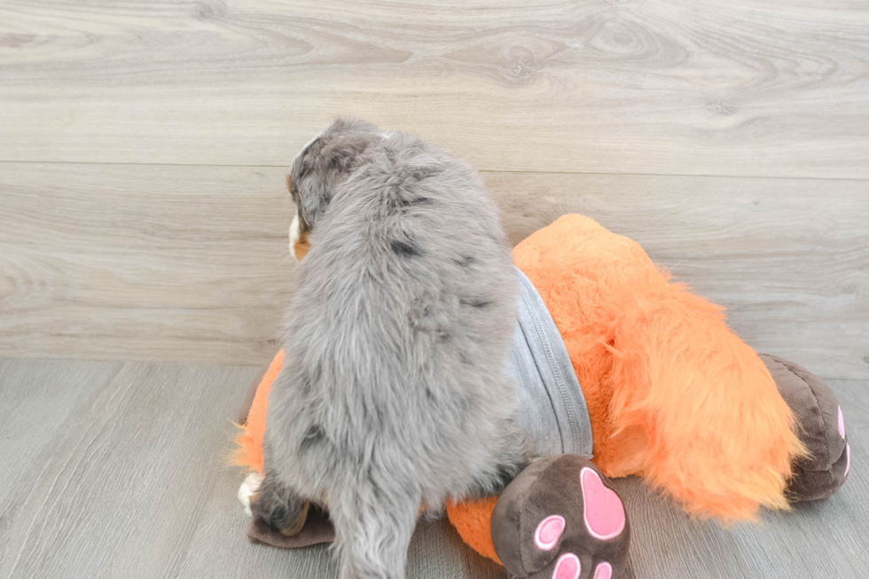 Playful Mini Bernese Poodle Poodle Mix Puppy