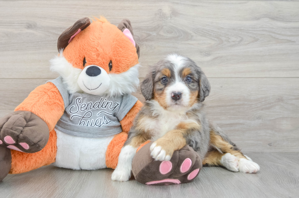 5 week old Mini Bernedoodle Puppy For Sale - Premier Pups