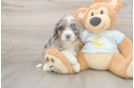 Adorable Mini Bernese Poodle Poodle Mix Puppy