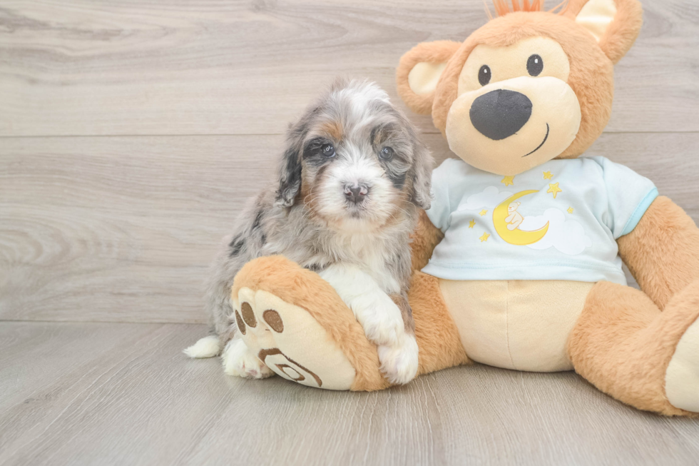 Adorable Mini Bernese Poodle Poodle Mix Puppy