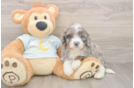 Fluffy Mini Bernedoodle Poodle Mix Pup