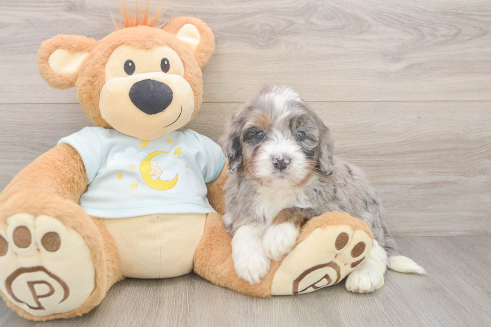 Fluffy Mini Bernedoodle Poodle Mix Pup
