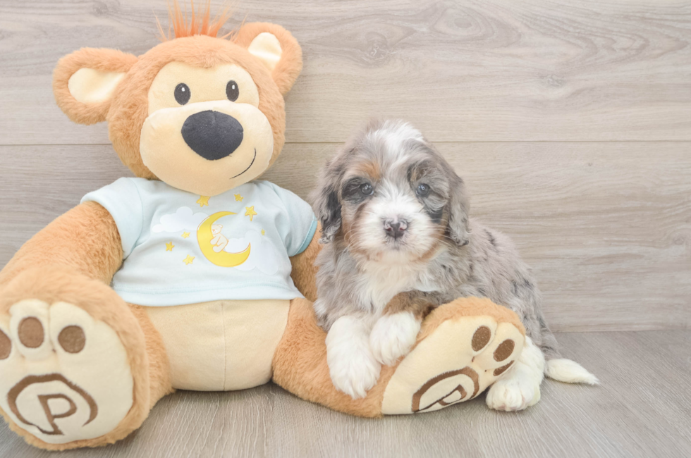 5 week old Mini Bernedoodle Puppy For Sale - Premier Pups