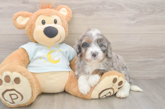 Fluffy Mini Bernedoodle Poodle Mix Pup