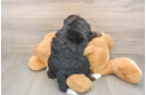 Best Mini Bernedoodle Baby