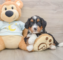 6 week old Mini Bernedoodle Puppy For Sale - Premier Pups