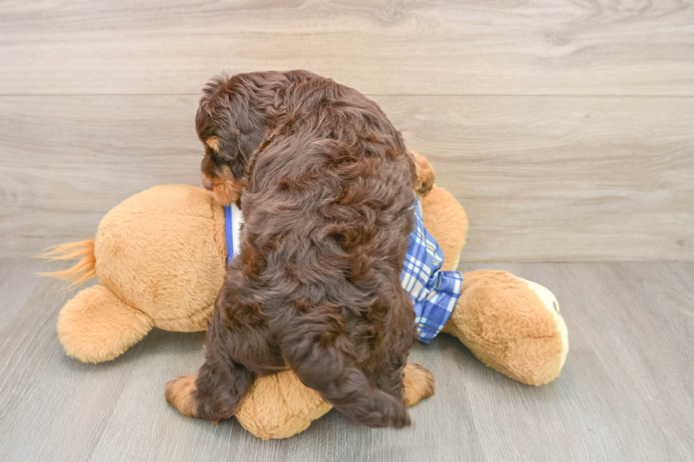 Best Mini Bernedoodle Baby