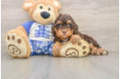 Best Mini Bernedoodle Baby