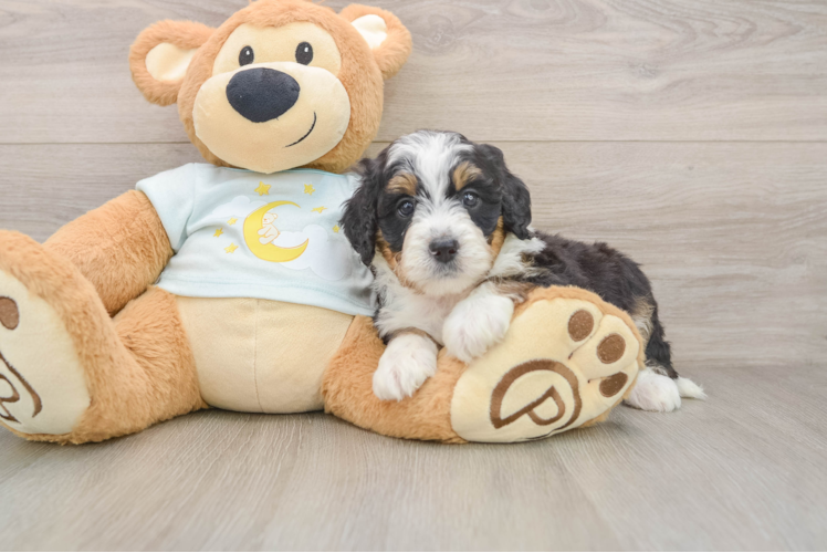Best Mini Bernedoodle Baby