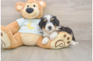 Best Mini Bernedoodle Baby