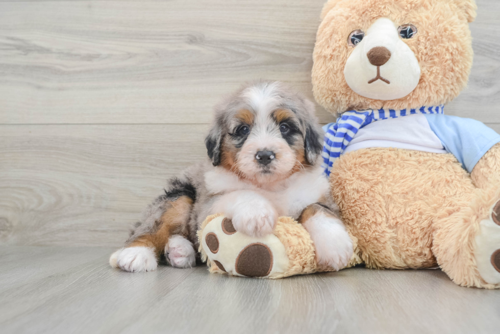 Playful Mini Bernese Poodle Poodle Mix Puppy