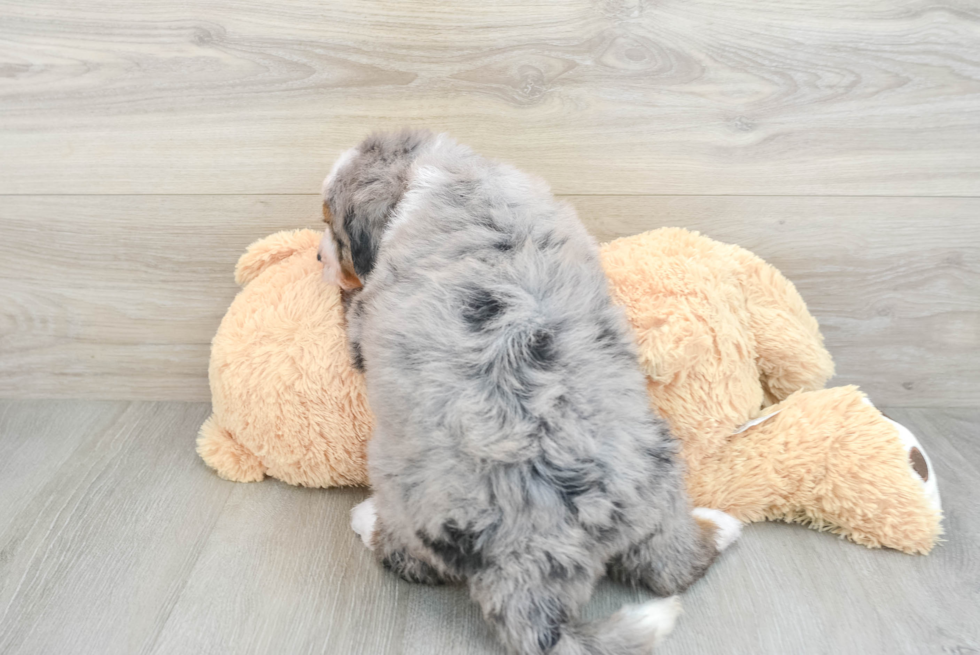 Best Mini Bernedoodle Baby