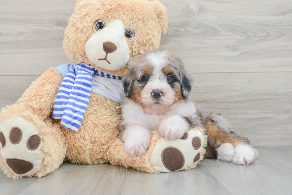 Hypoallergenic Mini Bernesepoo Poodle Mix Puppy