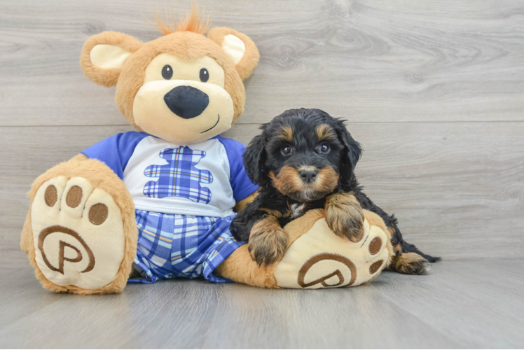 Mini Bernedoodle Pup Being Cute