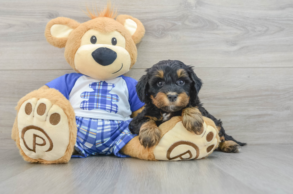 5 week old Mini Bernedoodle Puppy For Sale - Premier Pups