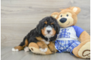 Happy Mini Bernedoodle Baby