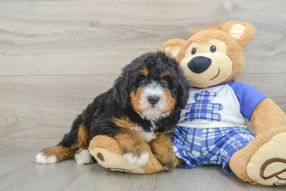 Happy Mini Bernedoodle Baby