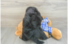 Mini Bernedoodle Puppy for Adoption