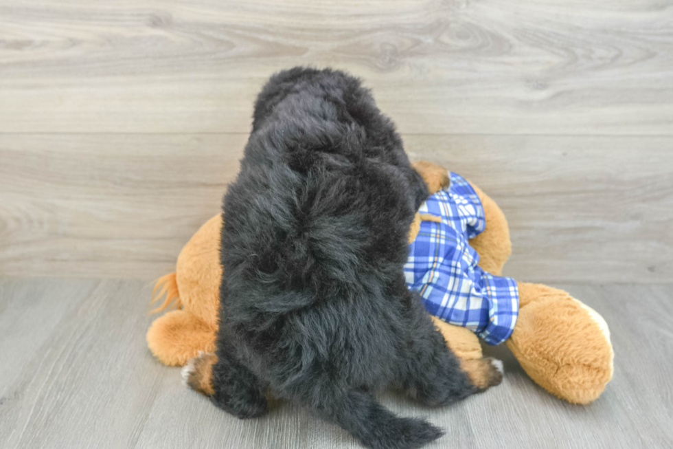 Mini Bernedoodle Puppy for Adoption