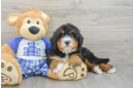 Petite Mini Bernedoodle Poodle Mix Pup