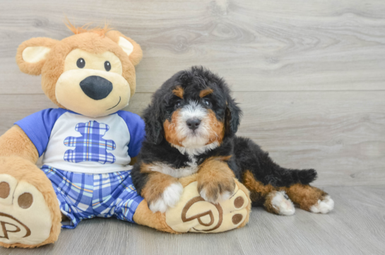 Petite Mini Bernedoodle Poodle Mix Pup