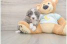 Funny Mini Bernedoodle Poodle Mix Pup
