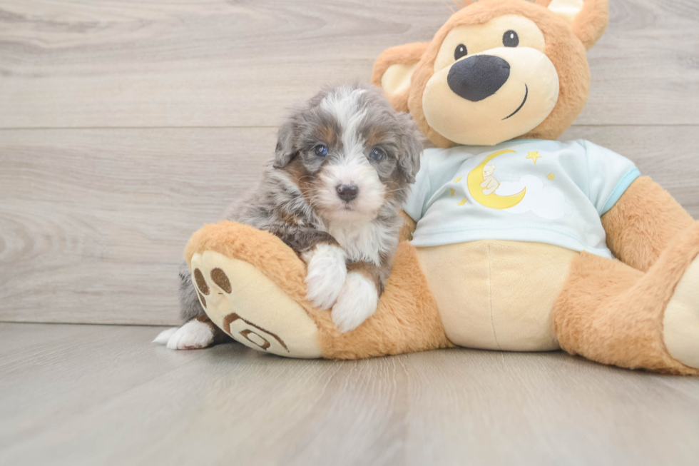Funny Mini Bernedoodle Poodle Mix Pup