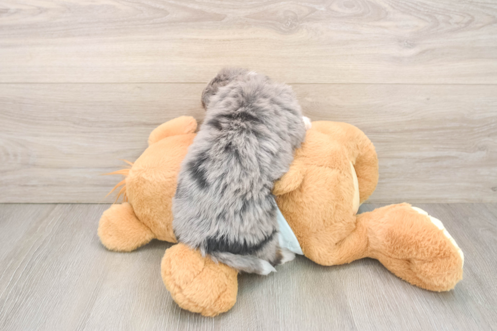 Best Mini Bernedoodle Baby