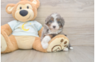Popular Mini Bernedoodle Poodle Mix Pup